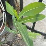 Lactuca serriola Leaf