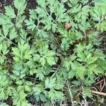 Artemisia princeps Листок