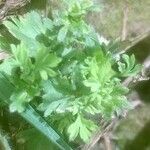 Aphanes australis (Габітус)