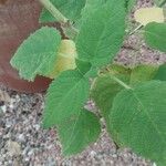 Salvia dorisiana Leaf
