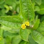 Synedrella nodiflora Blatt