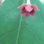 Sauropus androgynus 花