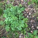 Sanguisorba canadensis ᱥᱟᱠᱟᱢ