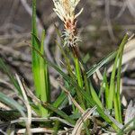 Carex ericetorum ശീലം