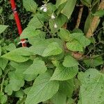 Salvia tiliifolia 整株植物