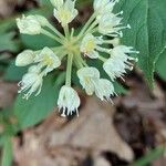 Allium tricoccum Blüte