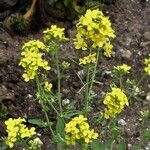 Brassica rapa फूल