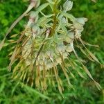 Himantoglossum hircinum Žiedas