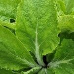 Verbascum phlomoides Folio