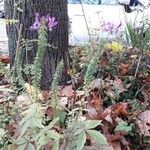 Cleome houtteana Habitus