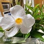 Mandevilla boliviensis Flower