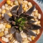 Echeveria affinis Ліст