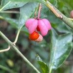 Euonymus europaeus果