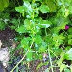Salvia microphylla Fulla