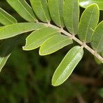 Cassia grandis Blad