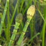 Equisetum fluviatile Žiedas