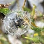 Lactuca virosa Fruit