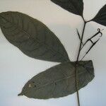 Faramea occidentalis Altul/Alta