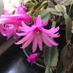 Rhipsalidopsis gaertneri Квітка