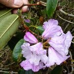 Rhododendron campanulatum Φύλλο