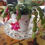 Schlumbergera bridgesii Flor