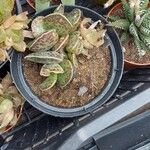 Adromischus cooperi Lapas