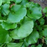 Parnassia fimbriata Leaf