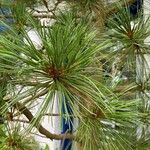 Pinus sibirica Fulla