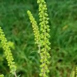 Ambrosia artemisiifolia Цвят