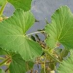 Cucumis melo Likasa