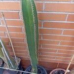 Isolatocereus dumortieri Hoja