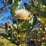 Protea caffra 花