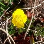 Potentilla aureaÇiçek