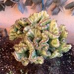 Euphorbia lactea List