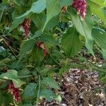 Leycesteria formosa Buveinė