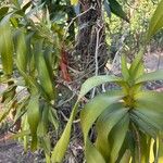 Angraecum sesquipedale Leaf