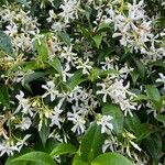 Trachelospermum jasminoides Blomst