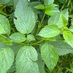 Agastache nepetoides Leaf