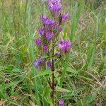 Gentianella germanica Цвят