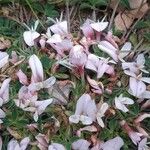 Trifolium uniflorum кора