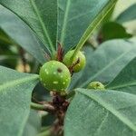 Ficus cyathistipula Fruit