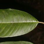 Micropholis crotonoides Leaf