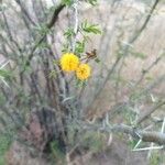 Vachellia farnesiana Flower