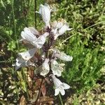 Penstemon digitalis Кветка