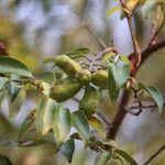 Xylopia katangensis Fruto