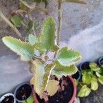 Kalanchoe beharensis Hoja