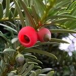 Taxus brevifolia Fruto