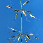 Arrhenatherum elatius Fula