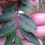 Eugenia pyriformis Leaf