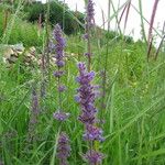 Nepeta ciliaris Habit